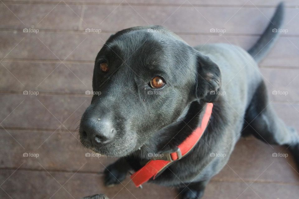 Dog willing to please