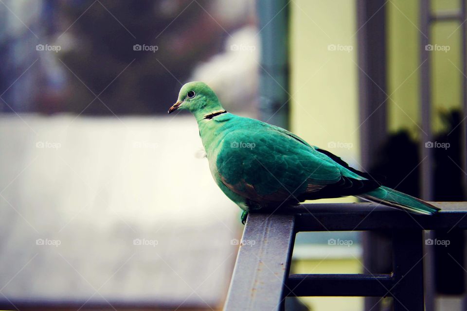 Green dove 