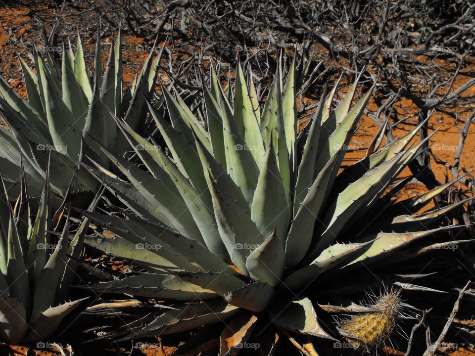 Cactus in Sedona Arizona 