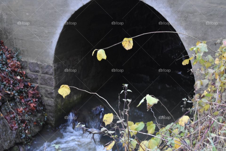 No Person, Fall, Leaf, Outdoors, Water