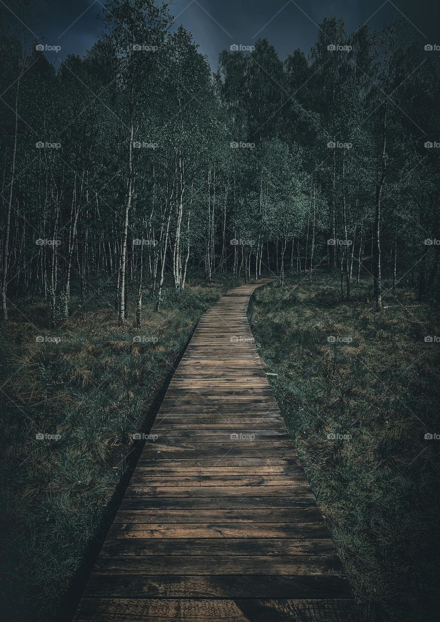 Small road to the forest