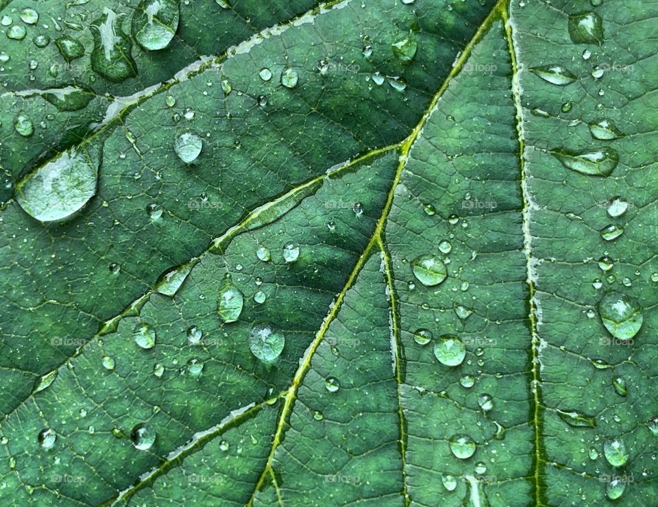 Rain drops on the green leaves 
