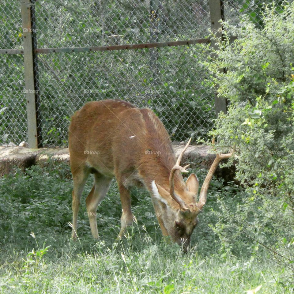 zoological park, Jaipur.