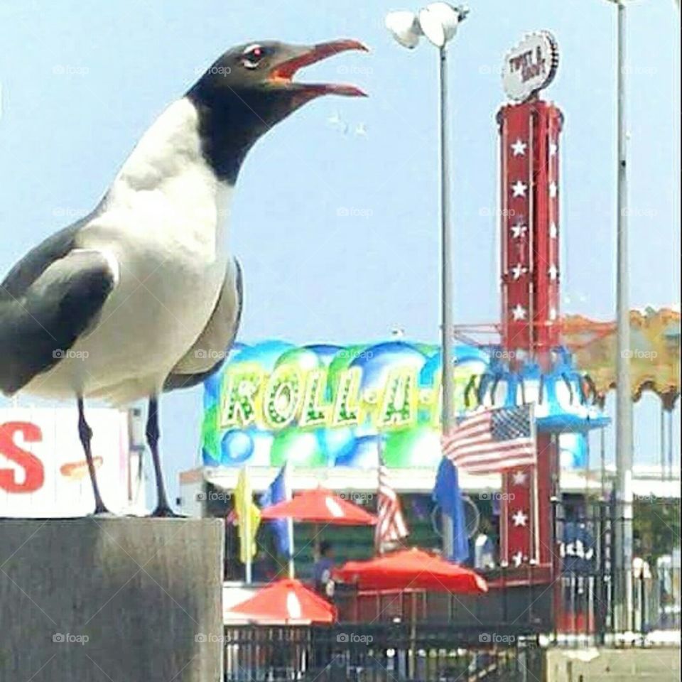 Atlantic City Seagull