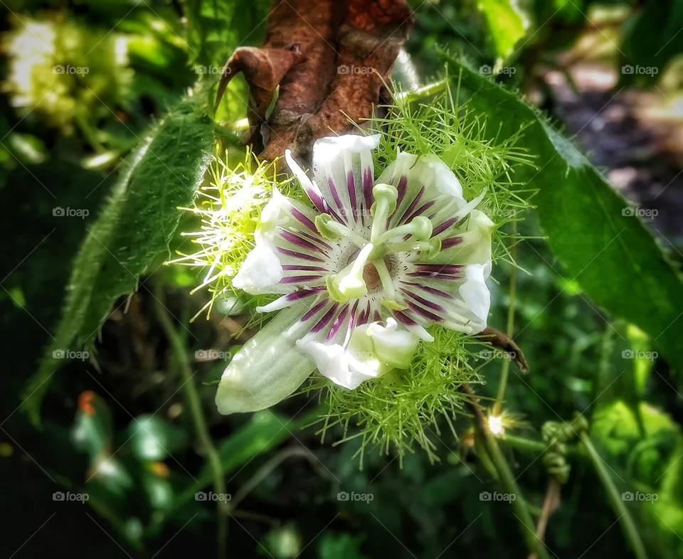 Blossom