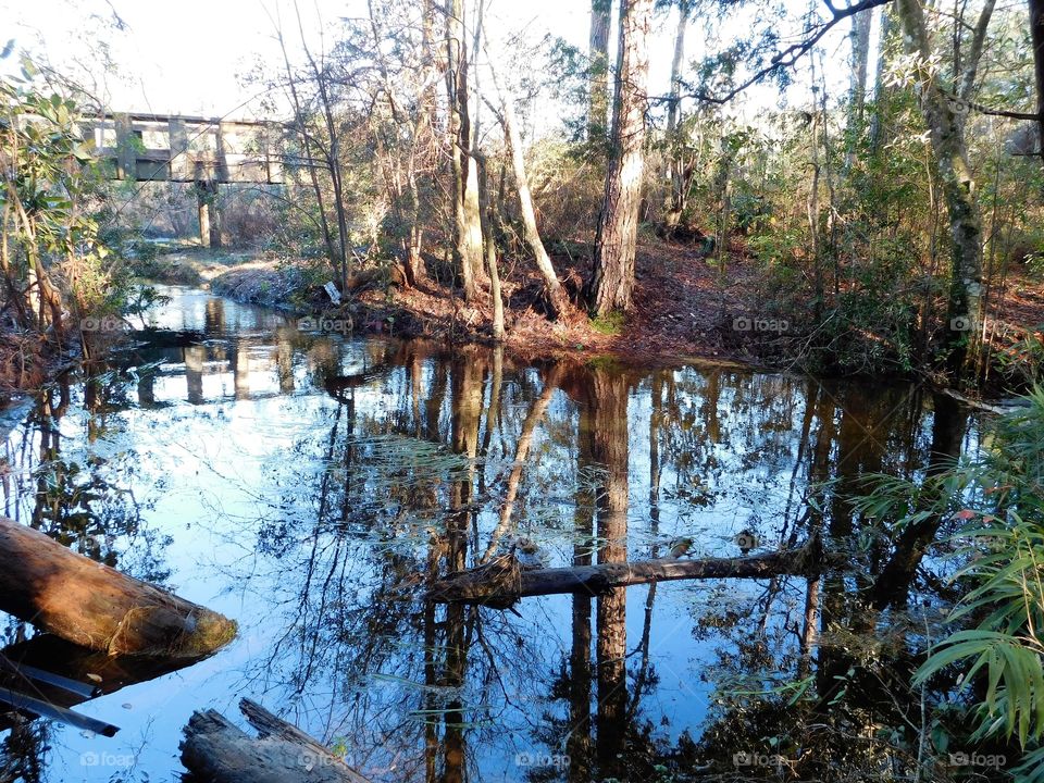 Reflected tree trunk and bridge on water