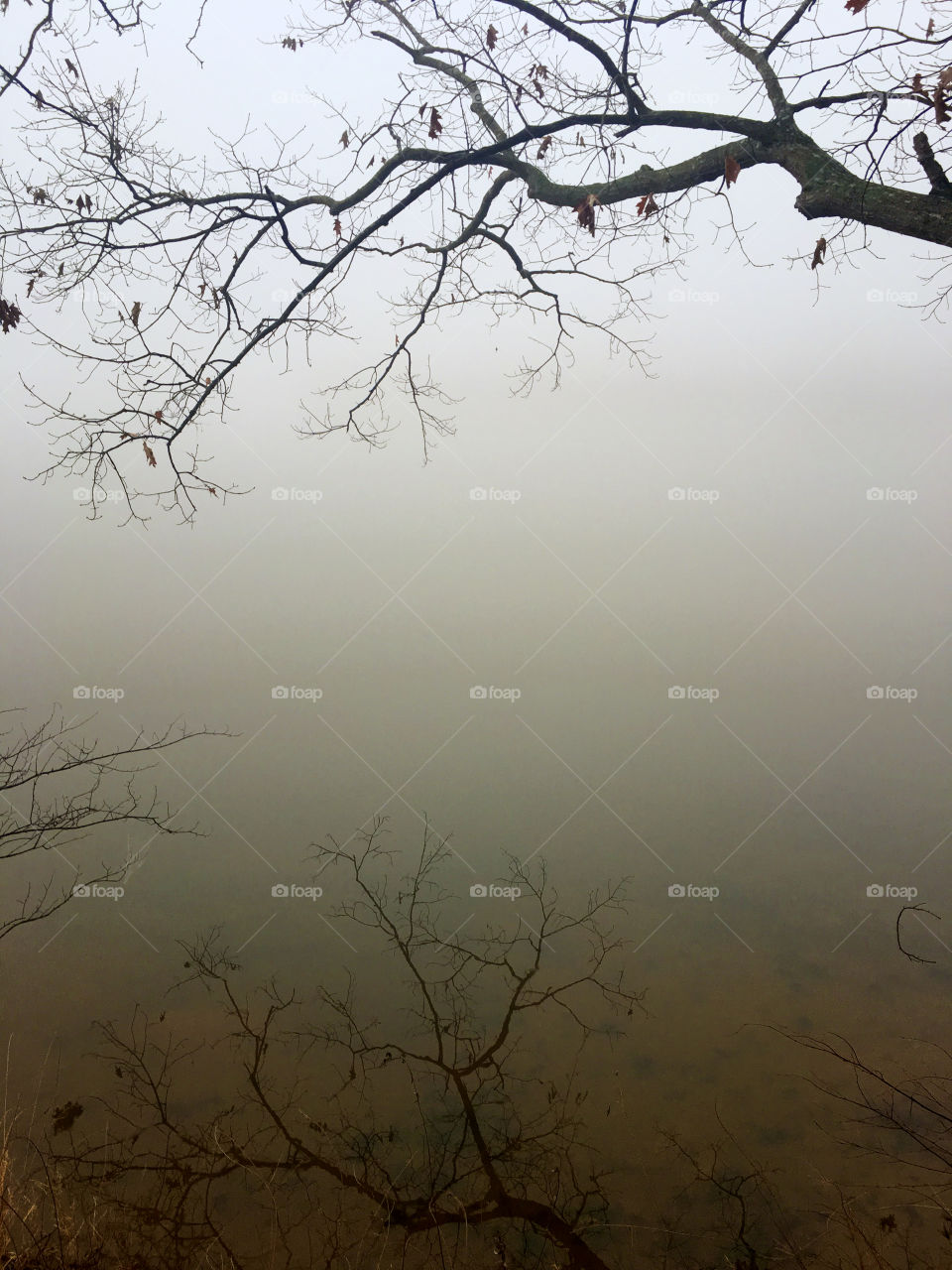Mirror reflection of a barren tree branch on the placid surface of the water at a lake in North Carolina on a foggy morning 
