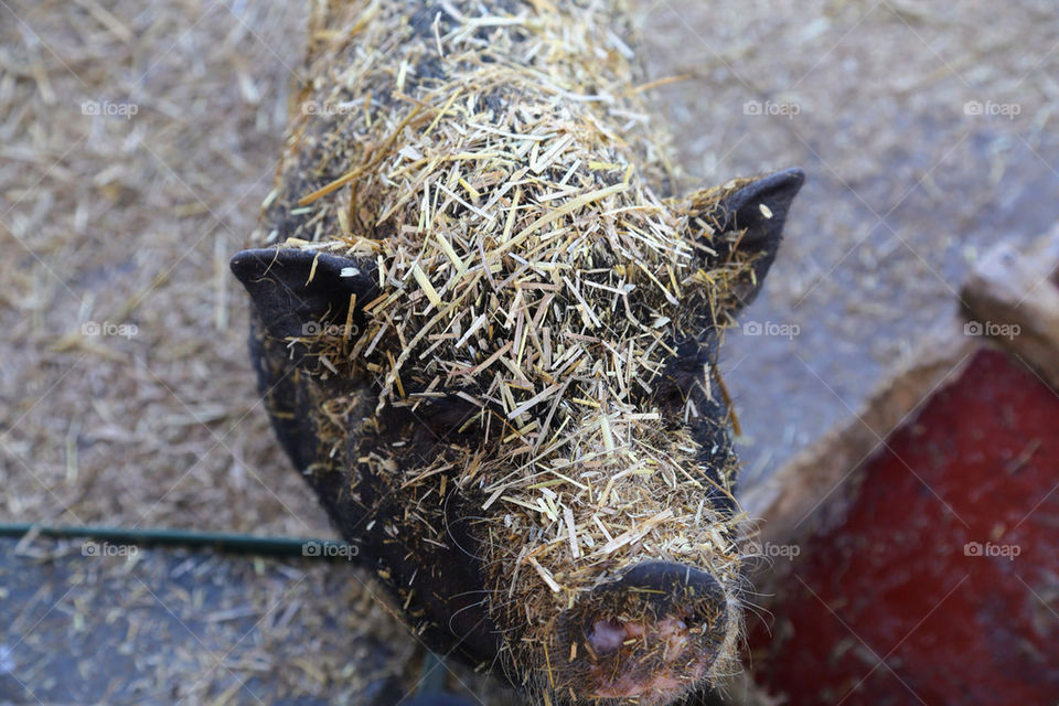 PIG