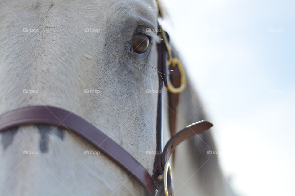 Horse portrait . Taken at country show 