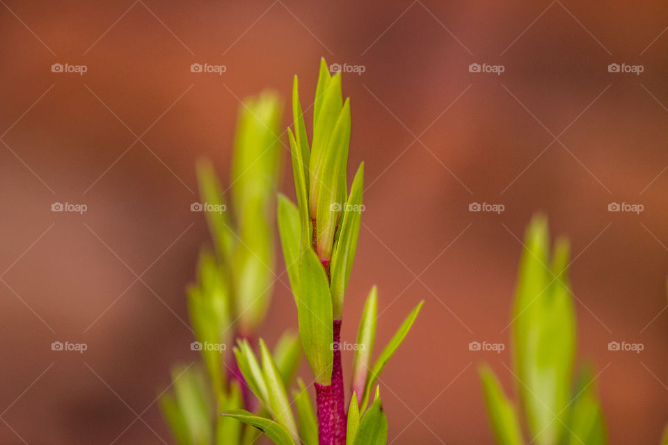fine green leafs from a red stem