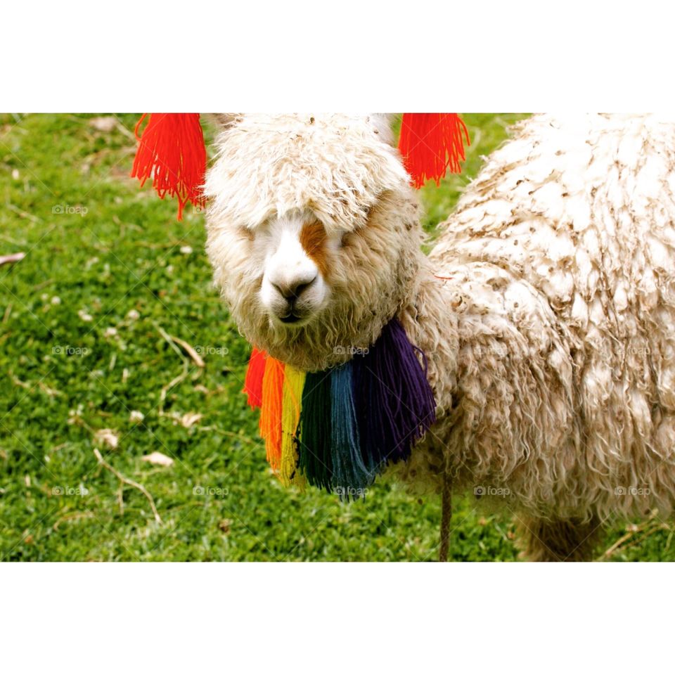 Celebrating liberation. Lama in Cusco, Peru, wearing rainbow pride