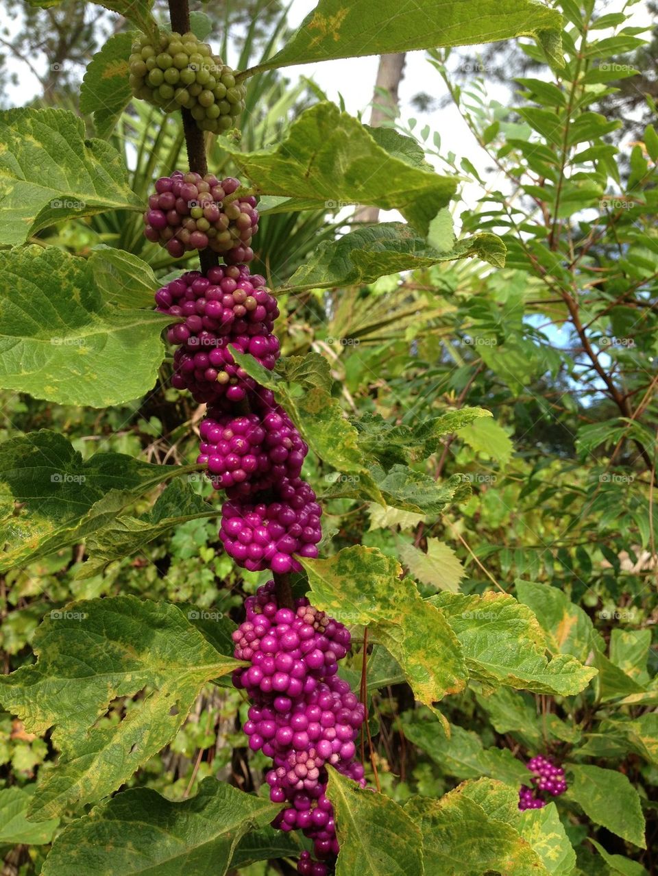 Berries