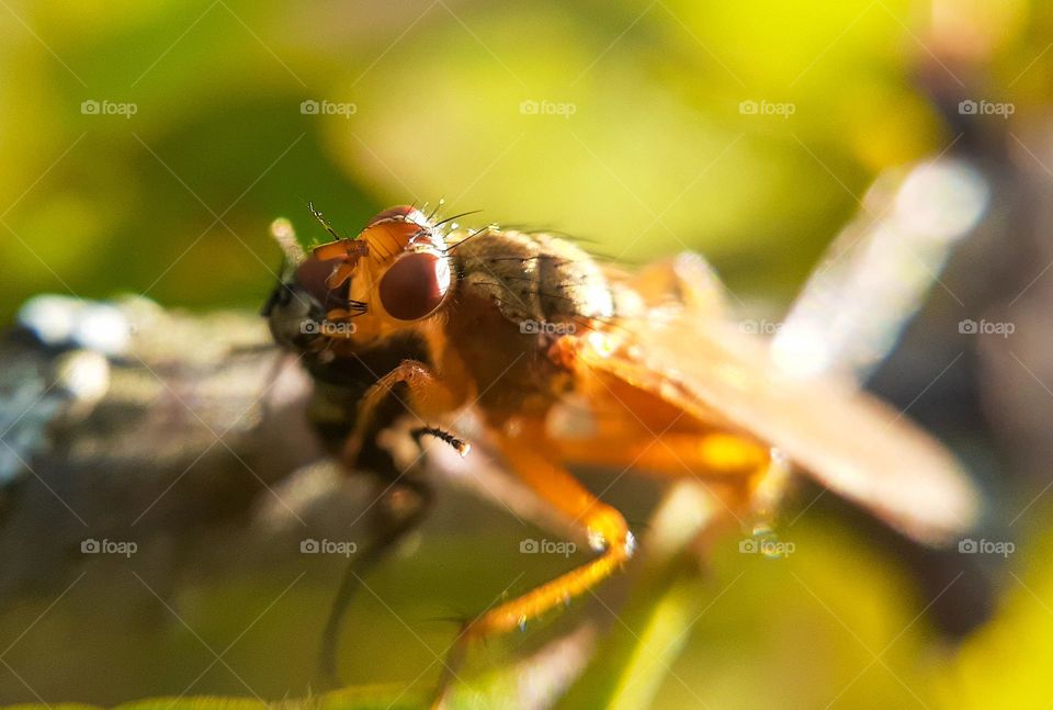 Ukrainian Insect