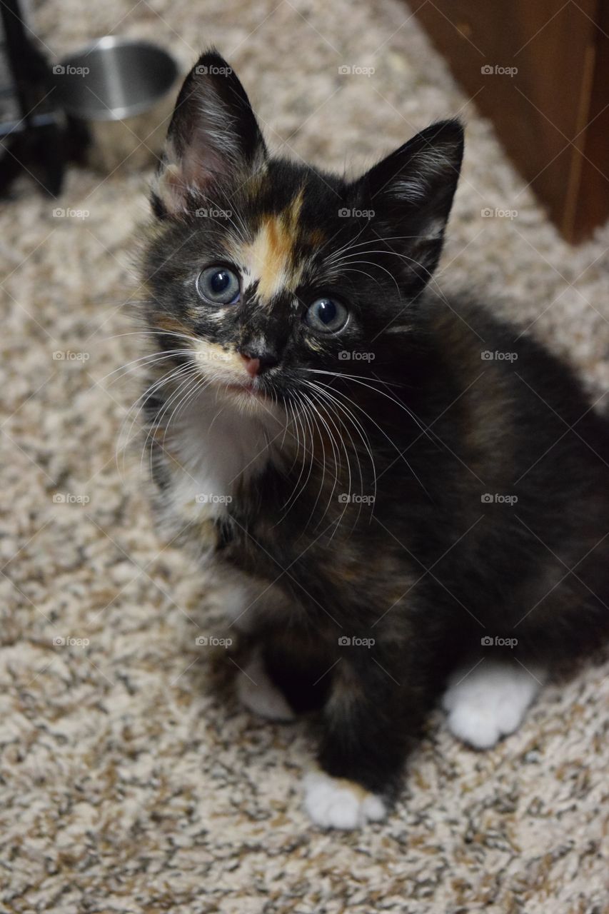 Throwback to when we first brought Itty Bit home! Saved her from the flood waters of Hurricane Harvey! This precious girl has lots of love to give! 