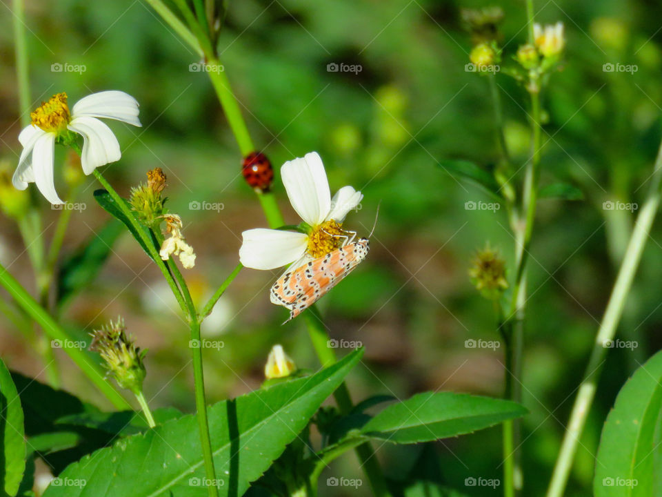 Bella moth and ladybug