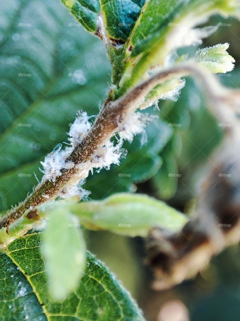 Prociphilus, Insects on a tree