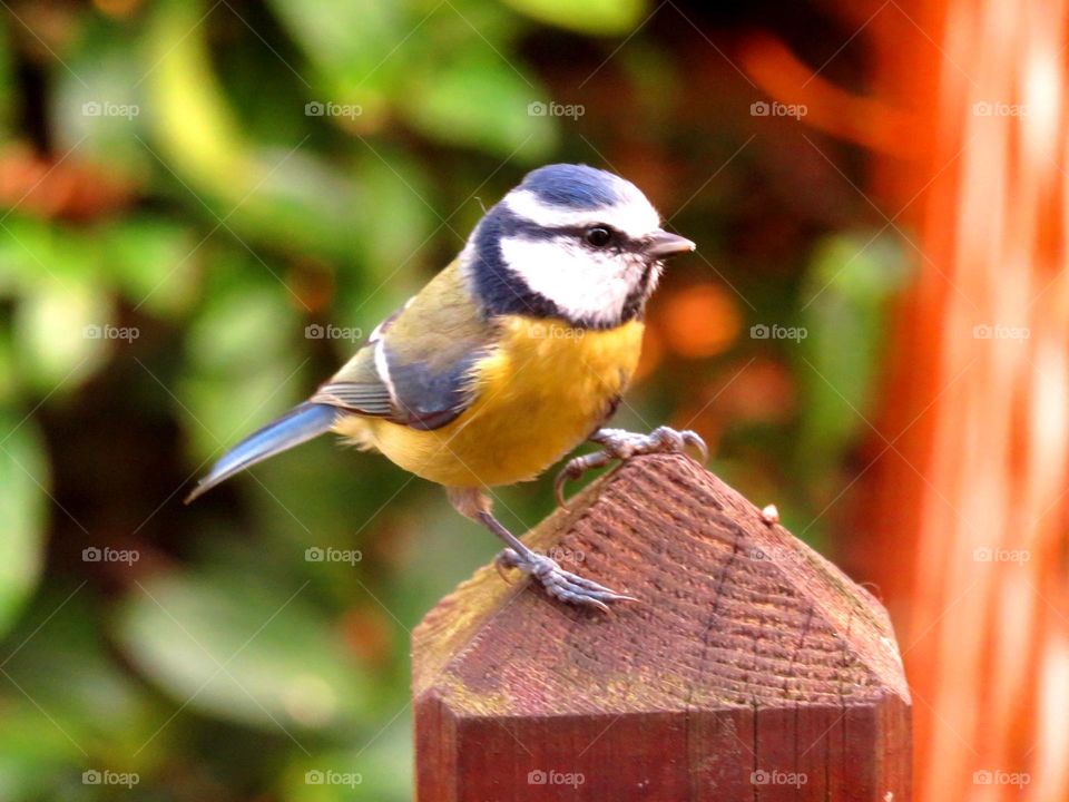 blue tit