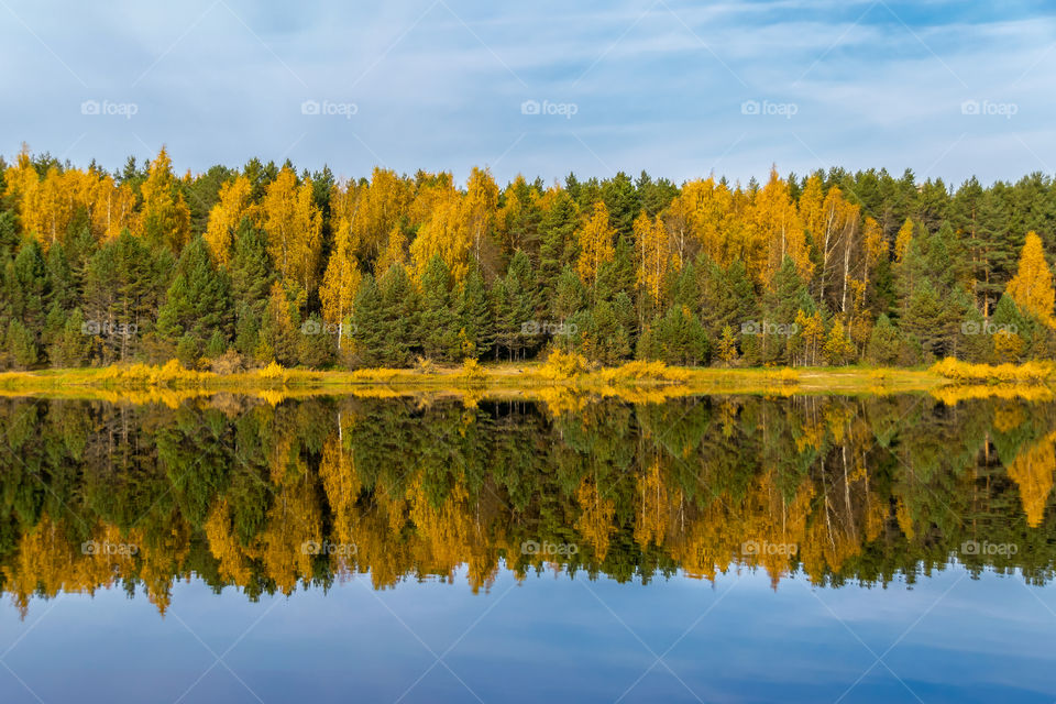 Beautiful reflection of the green and yellow trees on the shore of the river on a clear autumn day