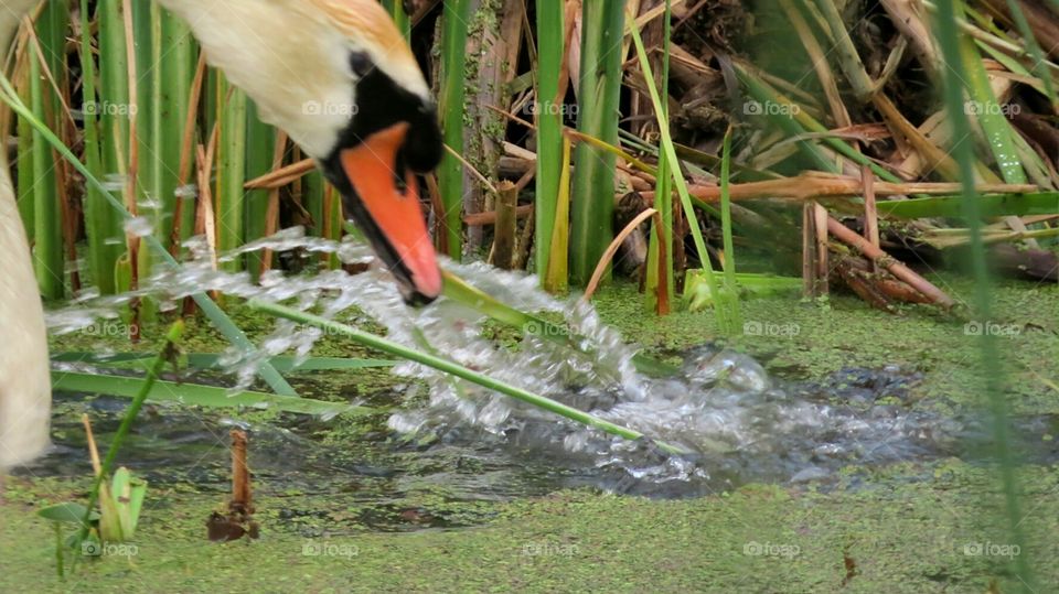 Swan determined to clean up