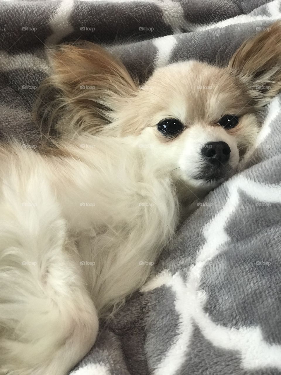 Our sleepy, cuddly Papillon, Roxy, always makes her “nest” in the cutest locations. 