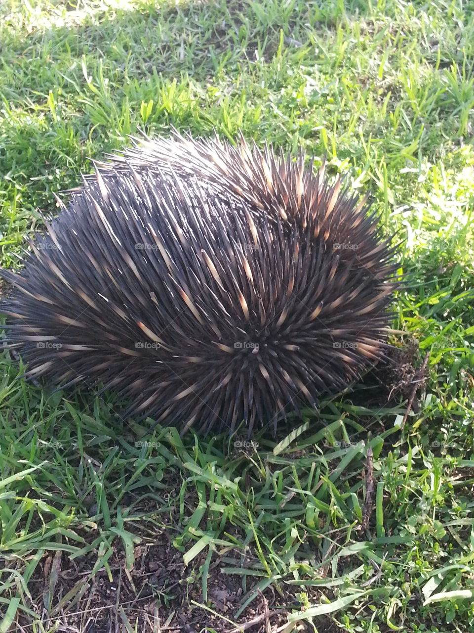 An Echidna