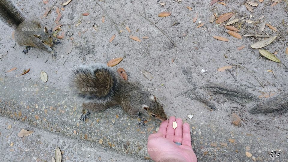 hungry squirrels