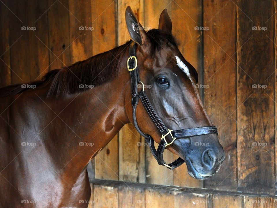 Curalina. Curalina, a chestnut filly by Curlin, standing in her stall one day before winning the Coaching Club American Oaks. 