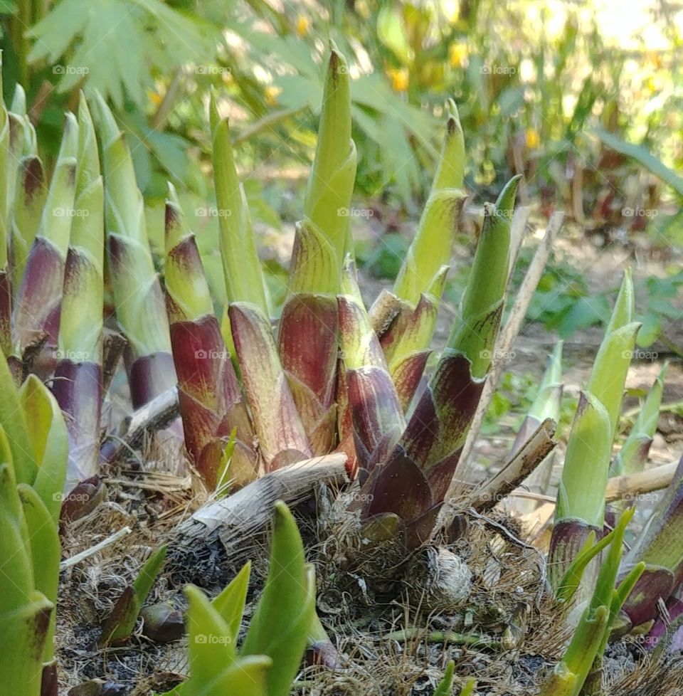 Frühling grün Pflanze Sprossen