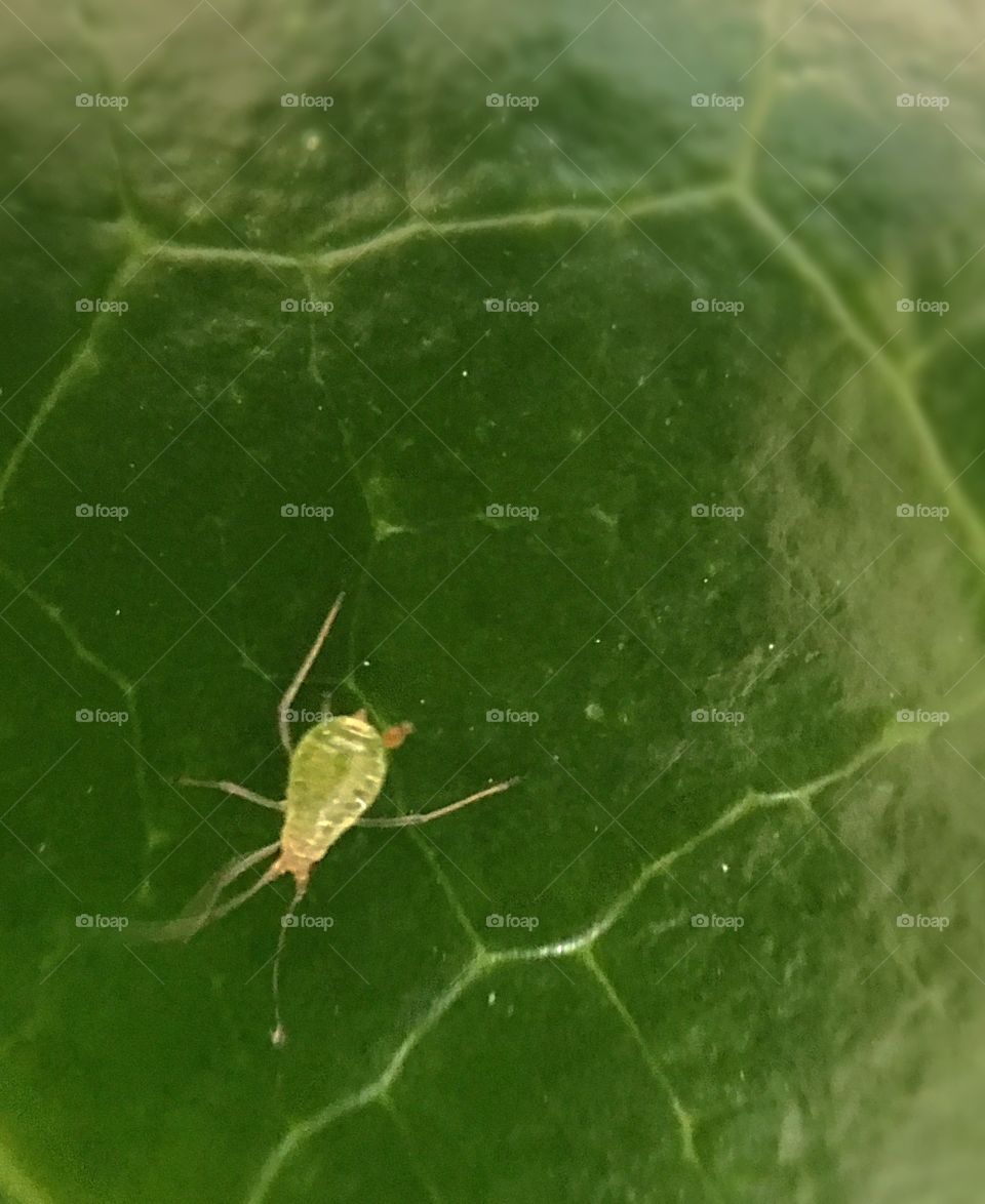 Tiny insect on a leaf