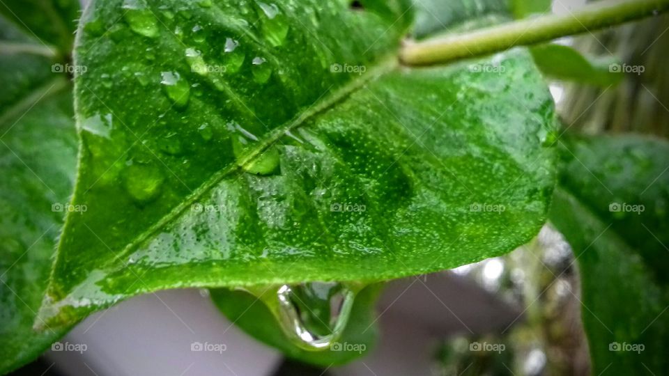 Leaf, Drop, Flora, Rain, Growth