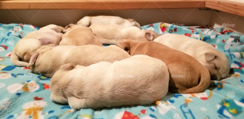 Golden Puppy Pile