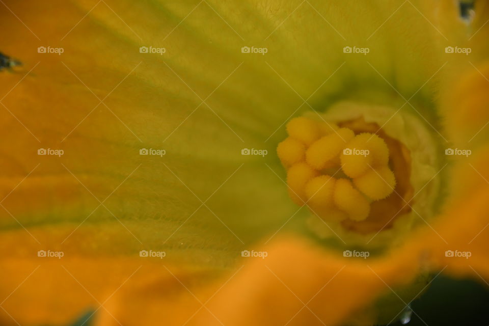 watermelon flower