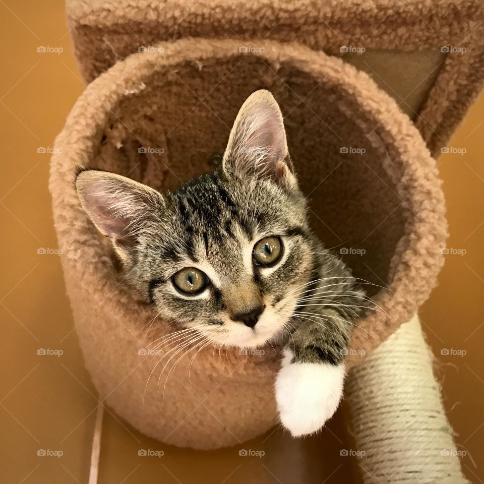 Mackerel tabby kitten laying down in tube bed of their cat tree and looking directly at camera
