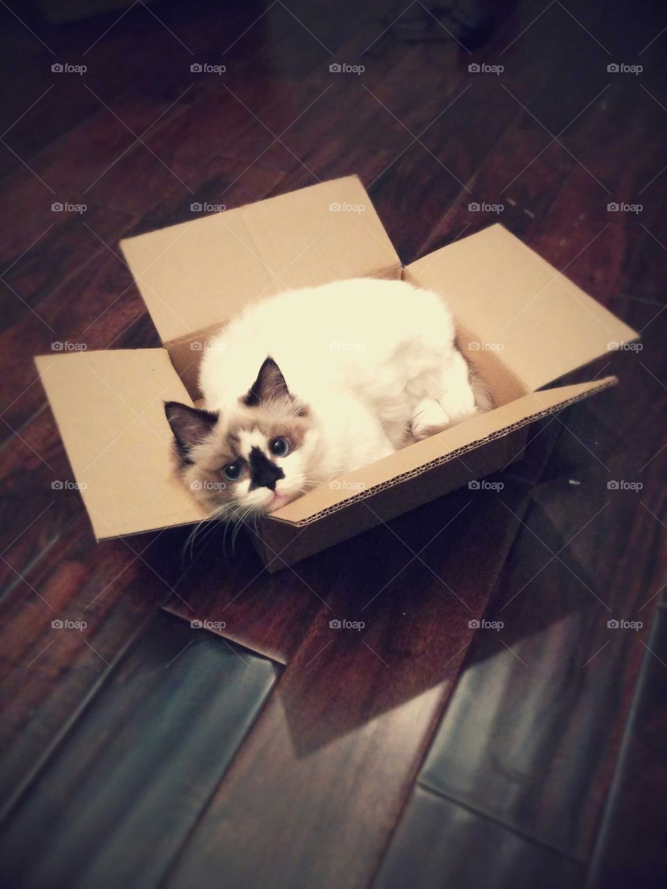 Albert in a box.