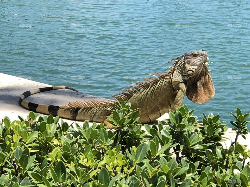 Tanning Iguana by the Marina