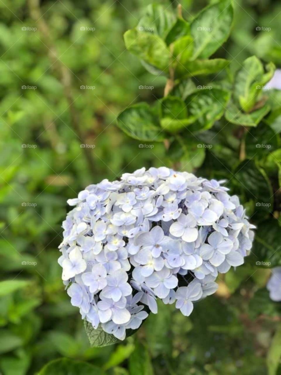 hydrangea