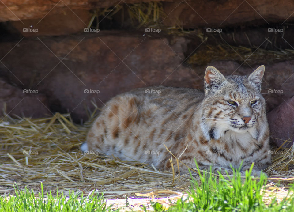 beautiful bobcat enjoying the shade