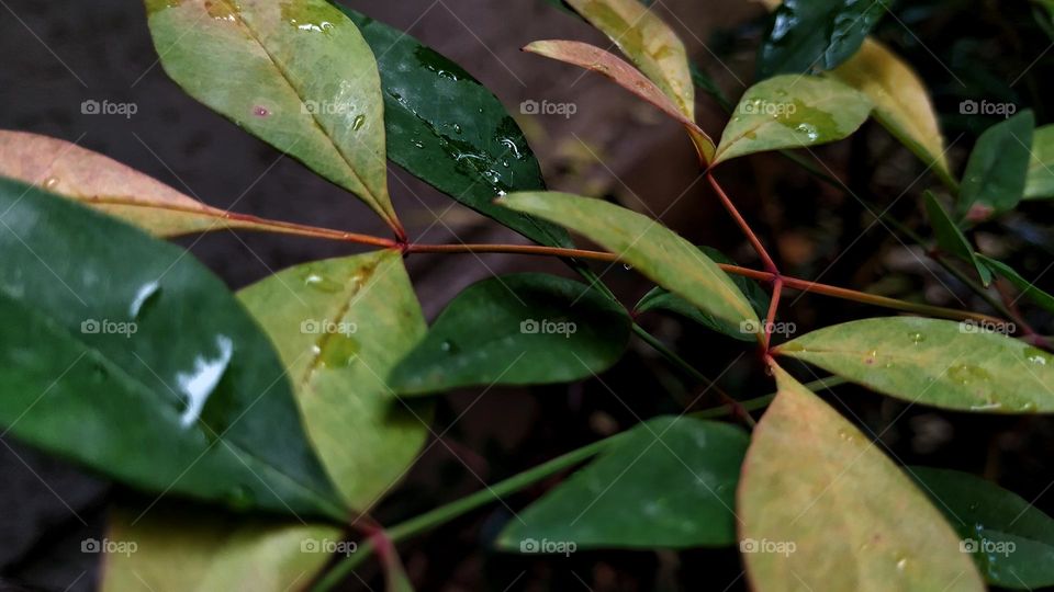 rainy plant