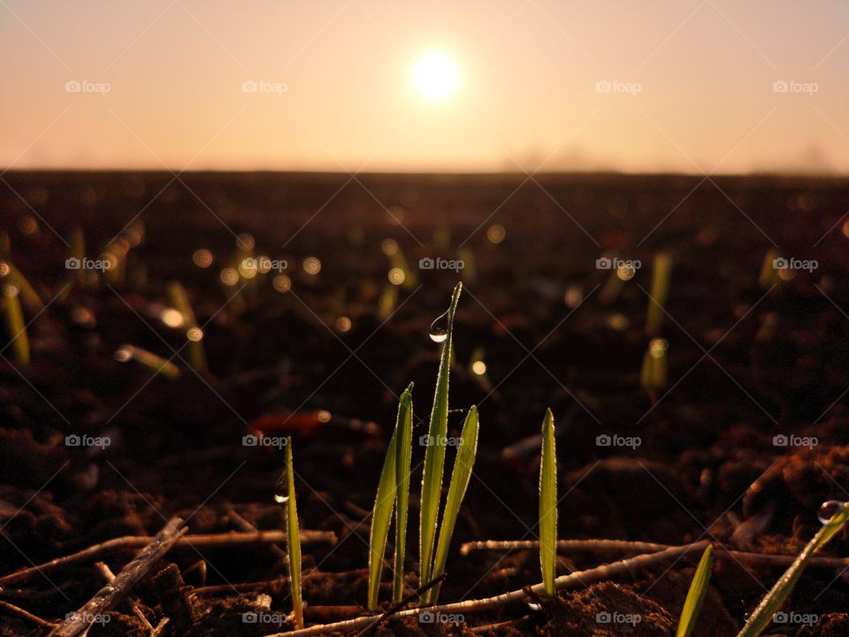 newly planted crops at sunrise