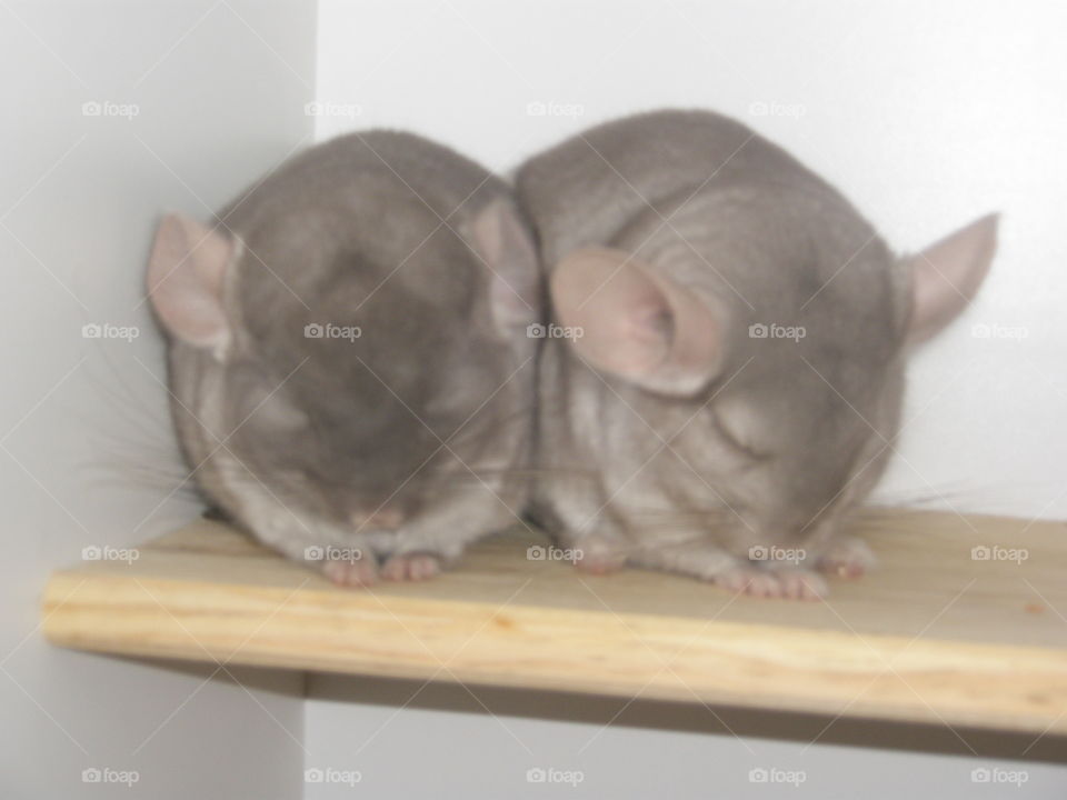 chinchillas