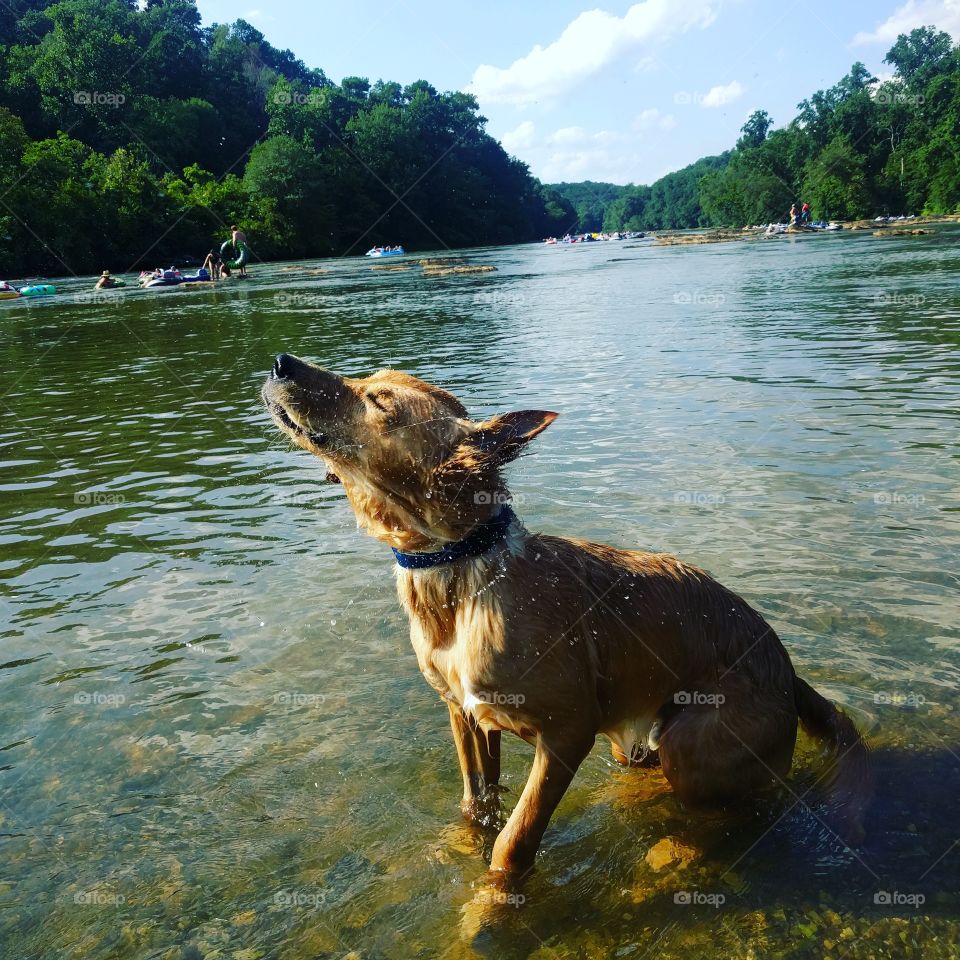 Golden Retriever shaking off after a swim in the Chattahoochee River.