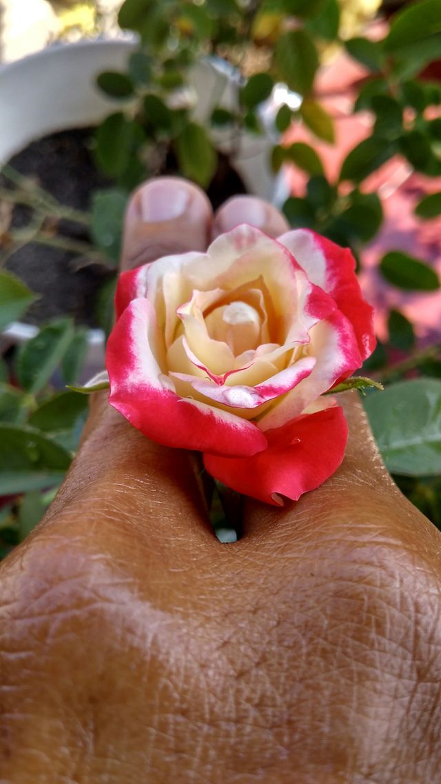 rose on my finger