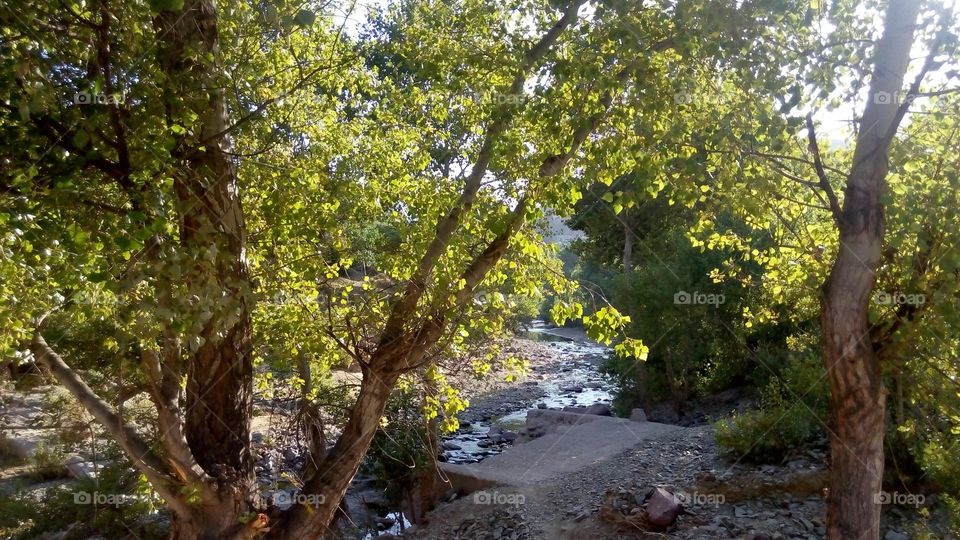 trees and river