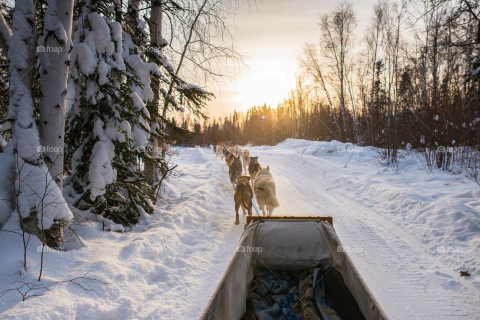 Nwt dogsledding 