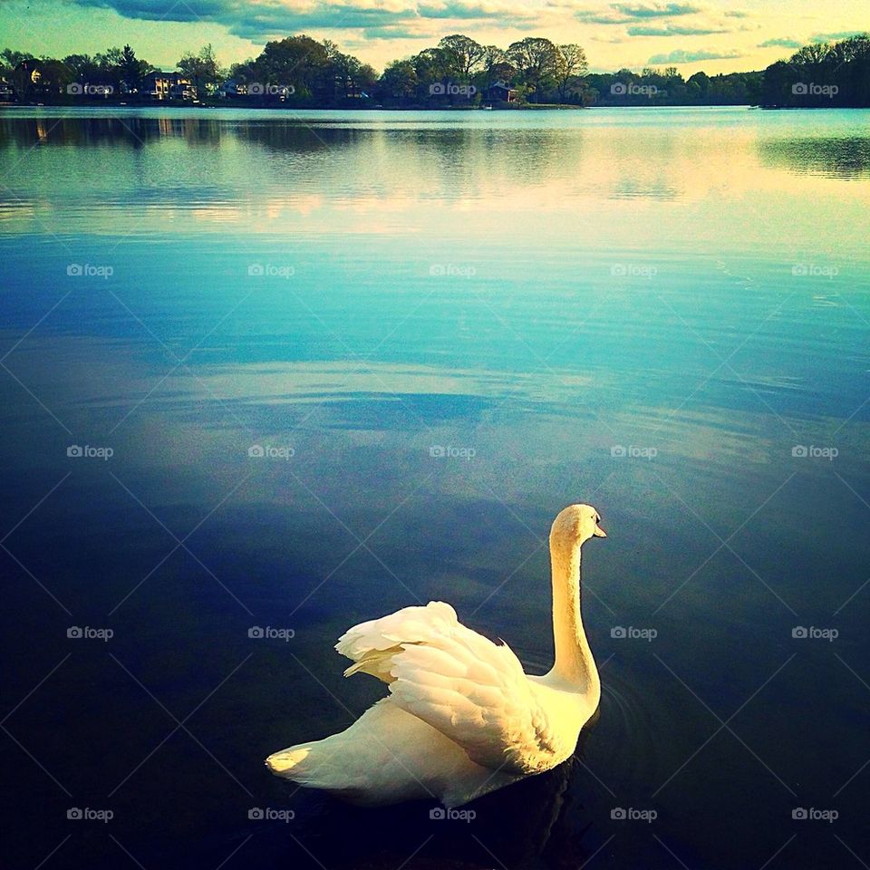 Swan by the Pond