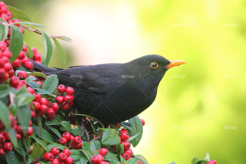 Blackbird