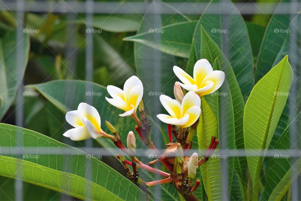 Flower behind the screen/Flor atras da tela.