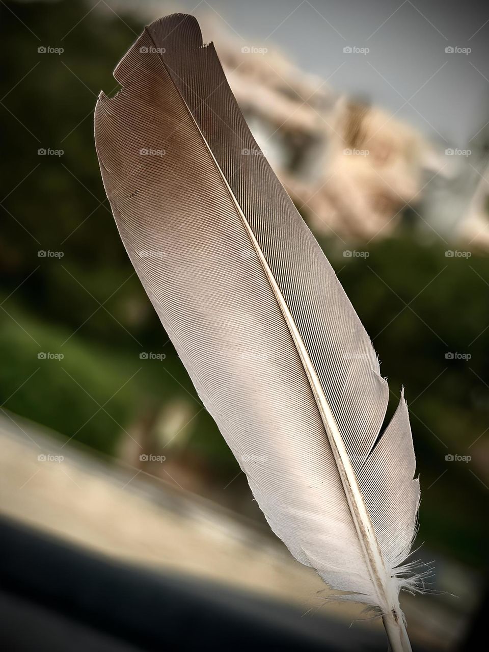 Pigeon Feather