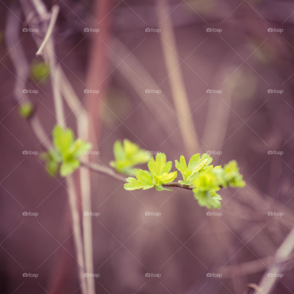 Nature, Flower, Flora, Garden, Leaf