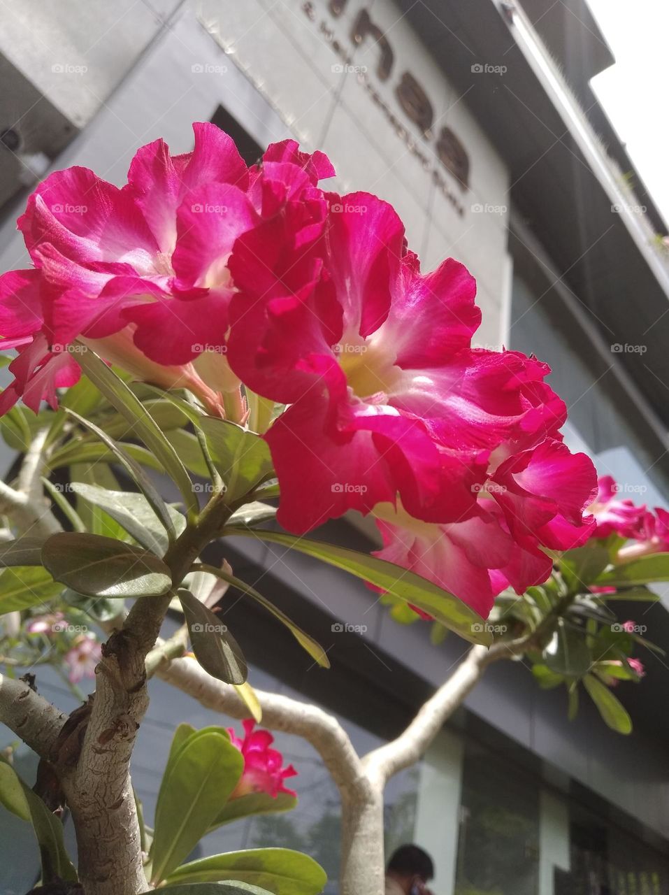 pink flower seasonal fresh shurb small size looks very beautiful generally found everywhere